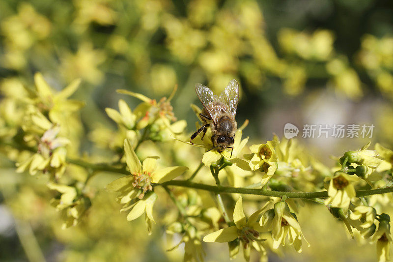 开黄花的印度栾树(Koelreuteria paniculata)喜爱蜜蜂